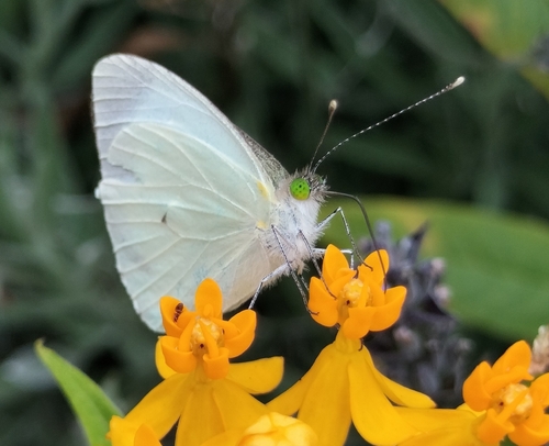 Green-eyed White photo 2