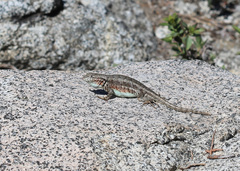 Sceloporus graciosus gracilis