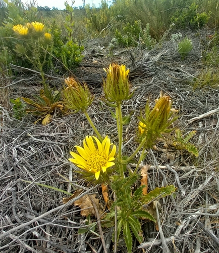 Mountain Capethistle (Berkheya carlinoides)