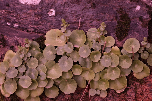 Umbilicus schmidtii (Umbilicus schmidtii)