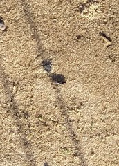 Tridactylidae