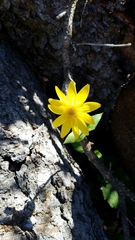 Arnica cordifolia, photograph Joe D, CC0, iNaturalist via GBIF