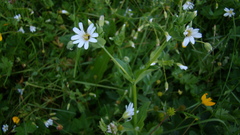 Cerastium davuricum