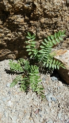 Polemonium pulcherrimum delicatum