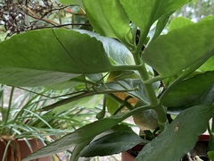 Phasmomantis sumichrasti