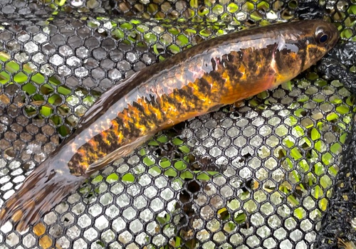 Central mudminnow (Umbra limi) — Umbridae — 3
