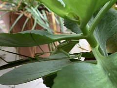 Phasmomantis sumichrasti