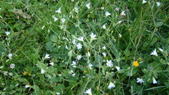 Cerastium davuricum