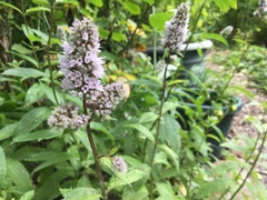 Mentha × piperita