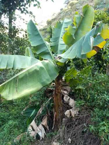 Cavendish banana