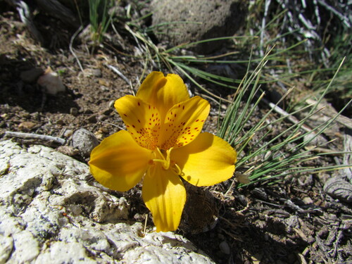 Alstroemeria esteparica (Alstroemeria esteparica)