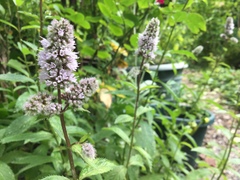 Mentha × piperita