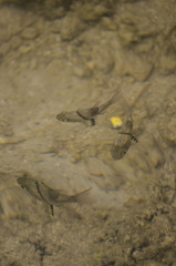 Sphaeramia orbicularis