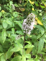 Mentha × piperita