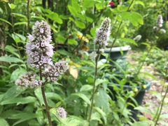 Mentha × piperita