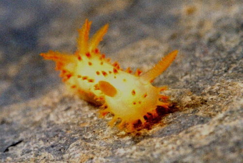 Crimora papillata
