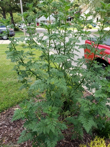 Artemisia annua iNat (2)