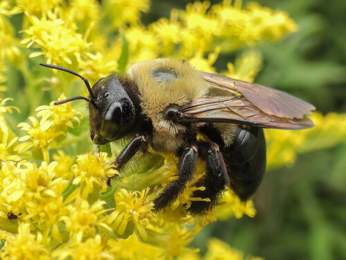 Eastern carpenter bee
