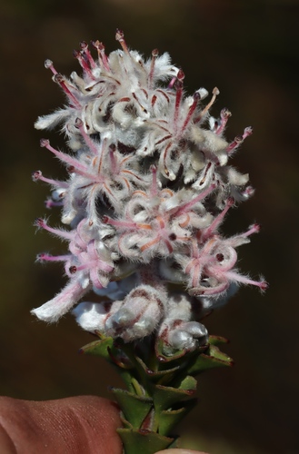 Image of Paranomus adiantifolius by (c) Tony Rebelo, some rights reserved (CC BY-SA)