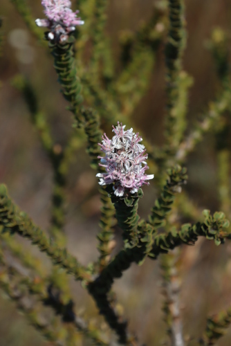 Image of Paranomus adiantifolius by (c) Tony Rebelo, some rights reserved (CC BY-SA)