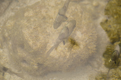 Sphaeramia orbicularis