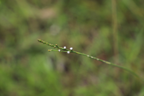 Natal Rootthug (Thesium natalense)