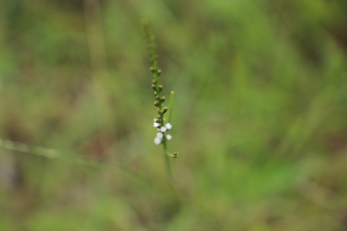 Image of Thesium natalense by (c) Suvarna Parbhoo Mohan, some rights reserved (CC BY-SA)
