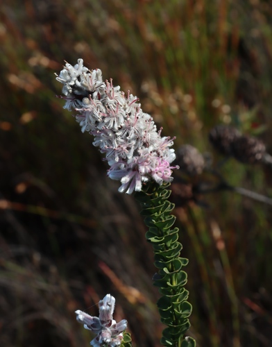 Image of Paranomus adiantifolius by (c) Tony Rebelo, some rights reserved (CC BY-SA)