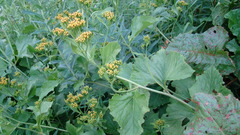 Caucasalia macrophylla