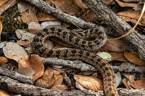 Photo of a Two-lined Night Adder (Causus bilineatus)