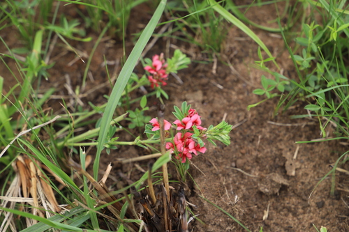 Image of Indigofera hilaris by (c) Suvarna Parbhoo Mohan, some rights reserved (CC BY-SA)