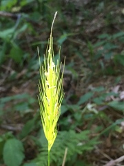 Hordelymus europaeus