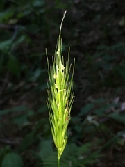 Hordelymus europaeus