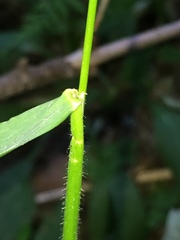 Hordelymus europaeus