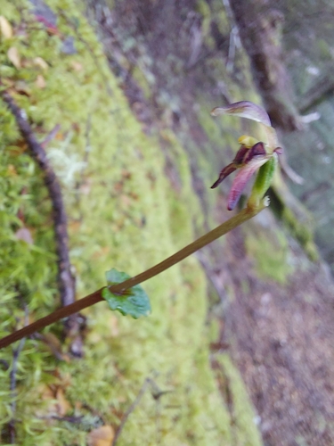 Image of Townsonia viridis by (c) Brendan Costello, some rights reserved (CC BY)