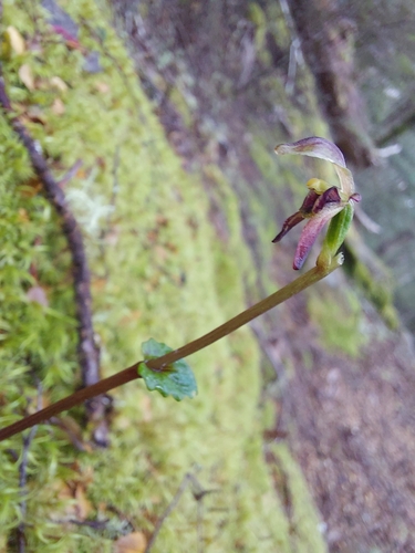 Image of Townsonia viridis by (c) Brendan Costello, some rights reserved (CC BY)