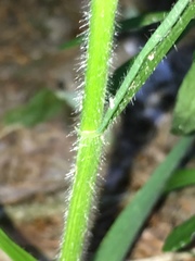 Hordelymus europaeus