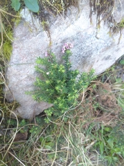 Erica strigosa