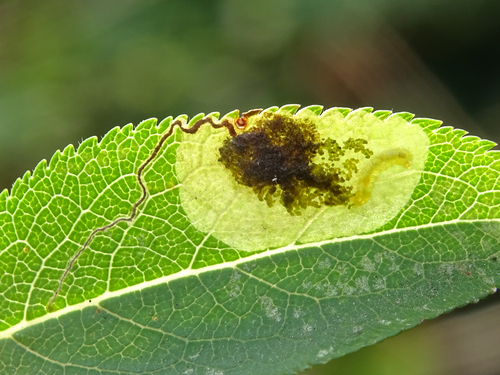 Stigmella plagicolella (Stainton, 1854) Fletcher et al., 1945