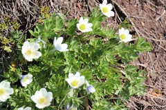 Anemone lithophila