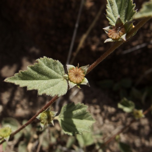 Image of Malvastrum bicuspidatum by (c) Sue Carnahan, some rights reserved (CC BY)
