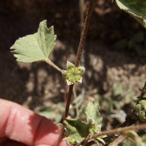 Image of Malvastrum bicuspidatum by (c) Sue Carnahan, some rights reserved (CC BY)