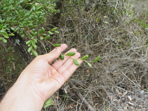 Queensland ebony (Diospyros humilis)