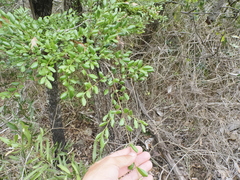Diospyros humilis, photograph Lucas Christofides, CC BY, iNaturalist via GBIF