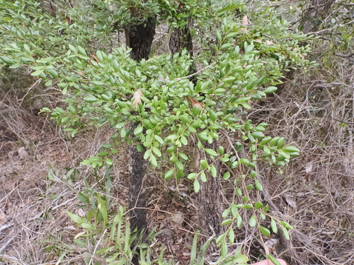 Image of Diospyros humilis by (c) Lucas Christofides, some rights reserved (CC BY)