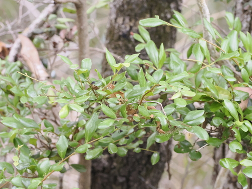 Image of Diospyros humilis by (c) Lucas Christofides, some rights reserved (CC BY)