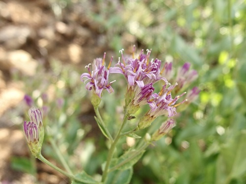 Image of Acourtia wrightii by (c) Sue Carnahan, some rights reserved (CC BY)