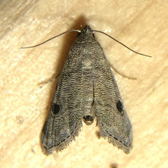 Abablemma brimleyana