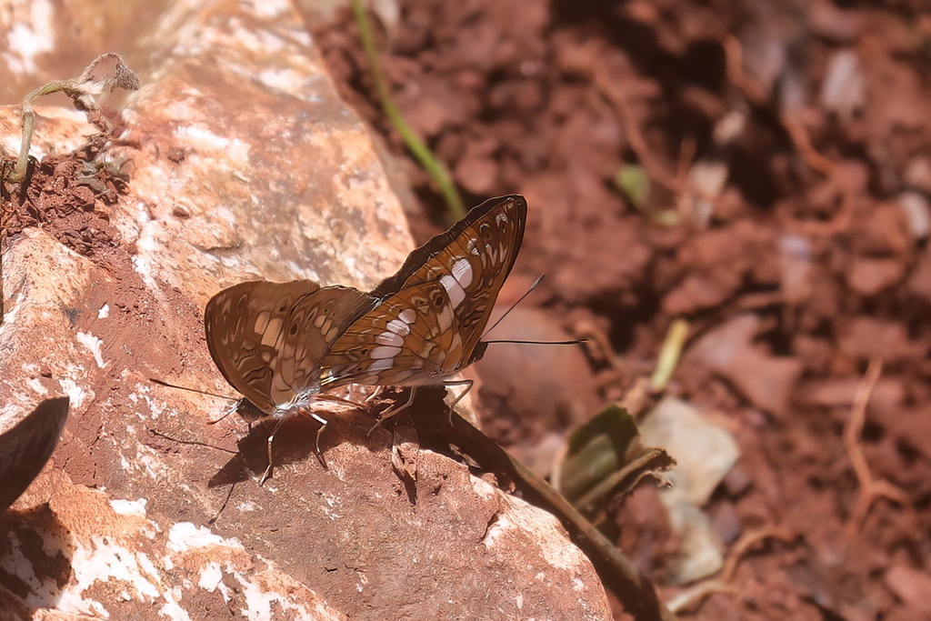 Euptera elabontas