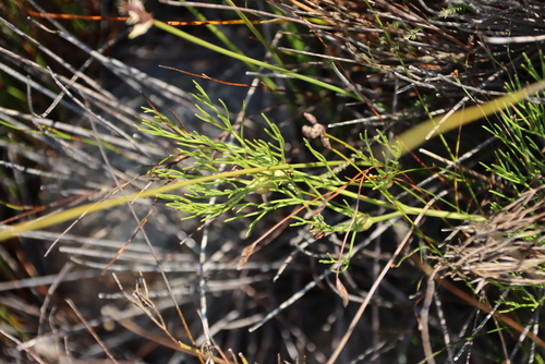 Image of Nanobubon strictum by (c) Tony Rebelo, some rights reserved (CC BY-SA)